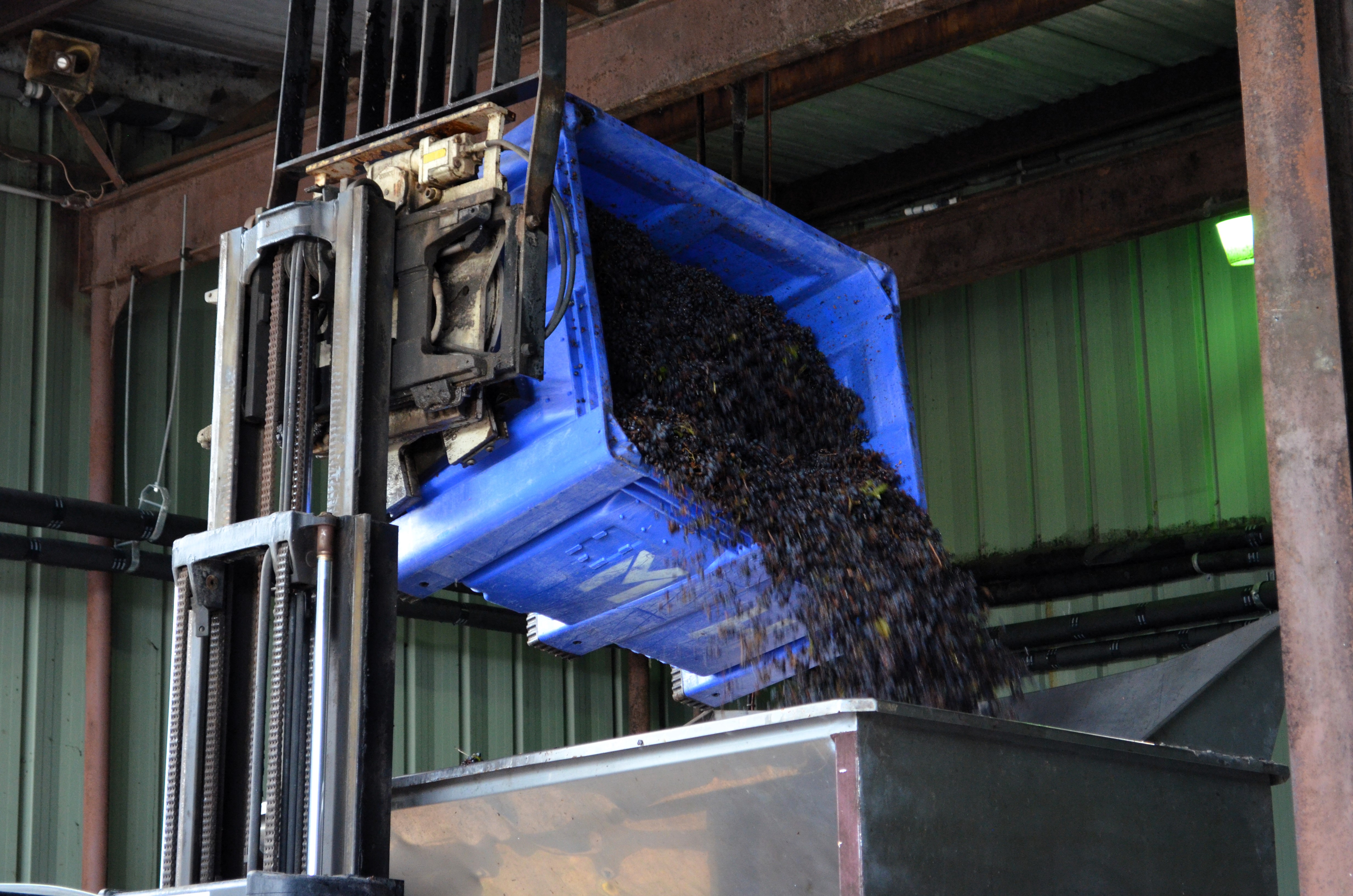 Grape Stomping Then & Now
